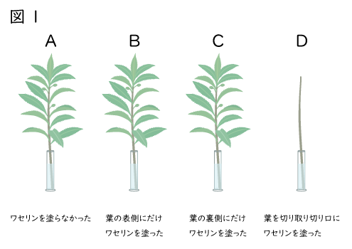 中学校1年生理科-植物の蒸散量